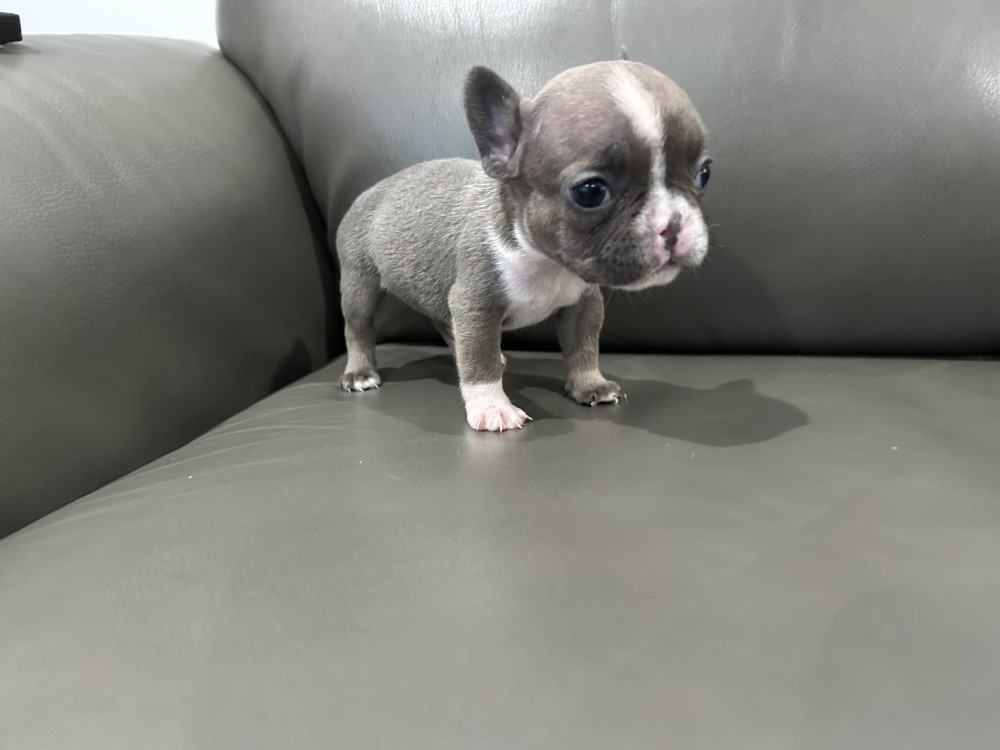 Adorable Purebred Frenchie