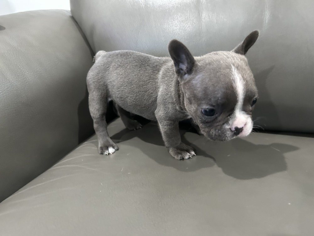 Adorable Docile Purebred Frenchies