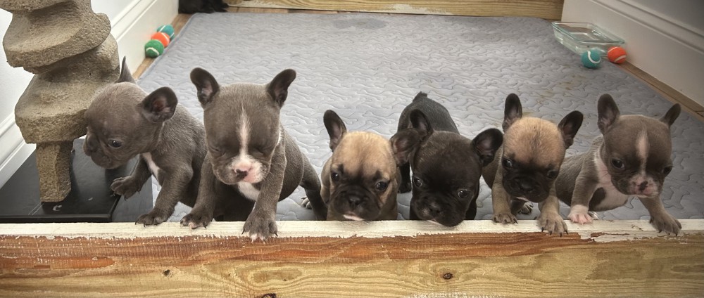 Adorable Sweet Loving Frenchie Pups