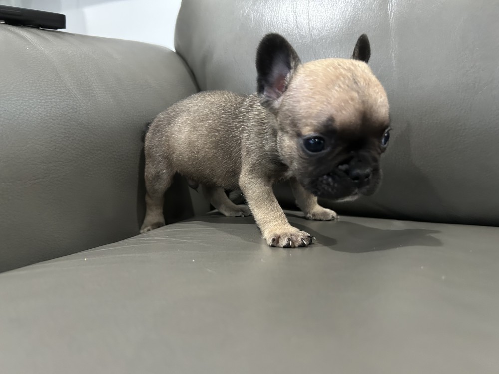 Adorable Sweet Loving Frenchie Pups
