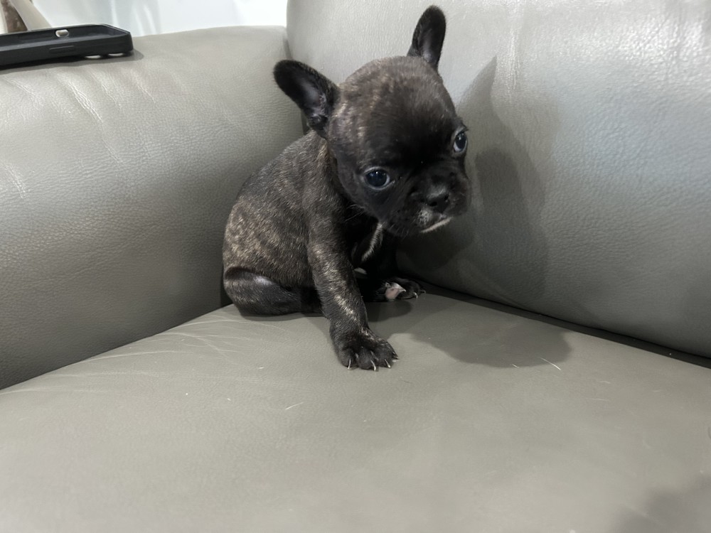 Adorable Sweet Loving Frenchie Pups