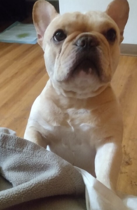 Cream male Frenchie