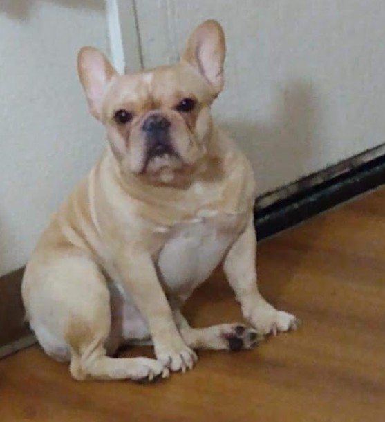 Cream male Frenchie