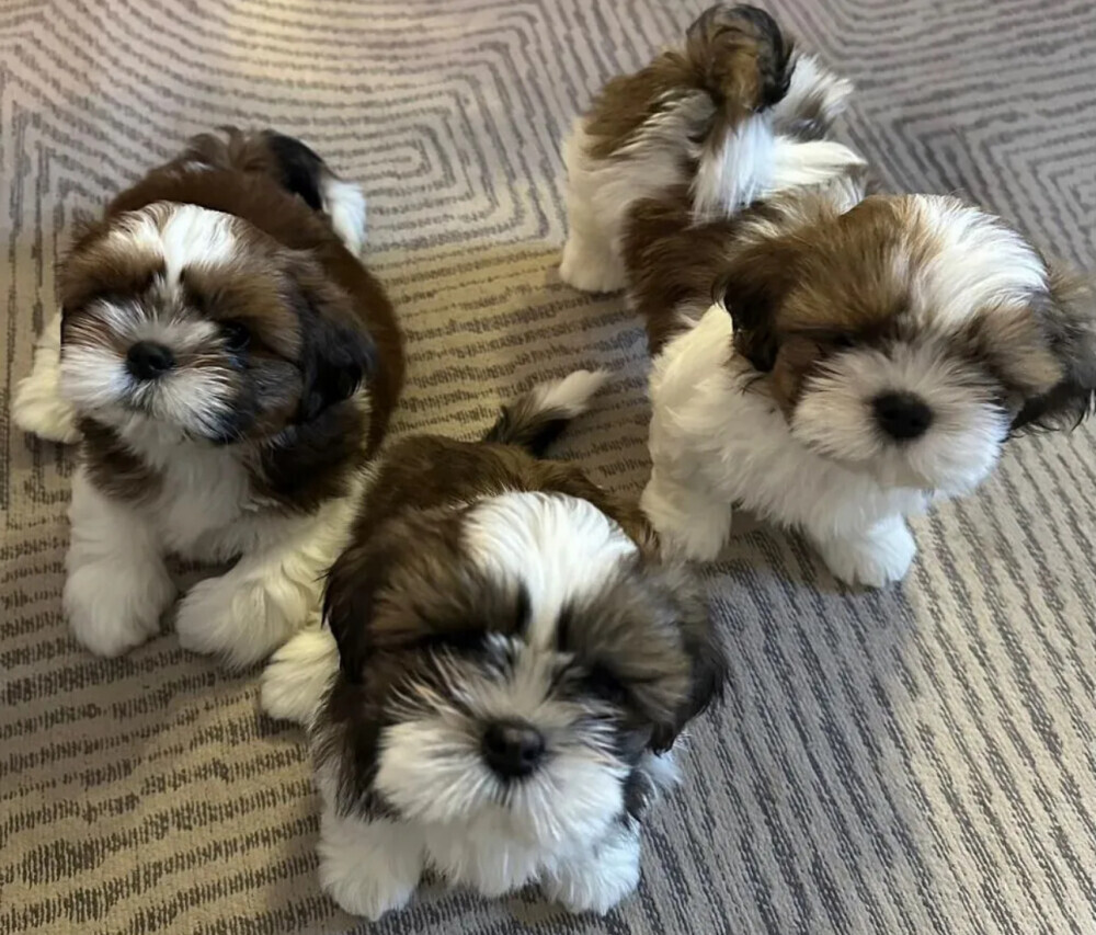 Shih Tzu Puppies for Sale in Arizona (AZ)