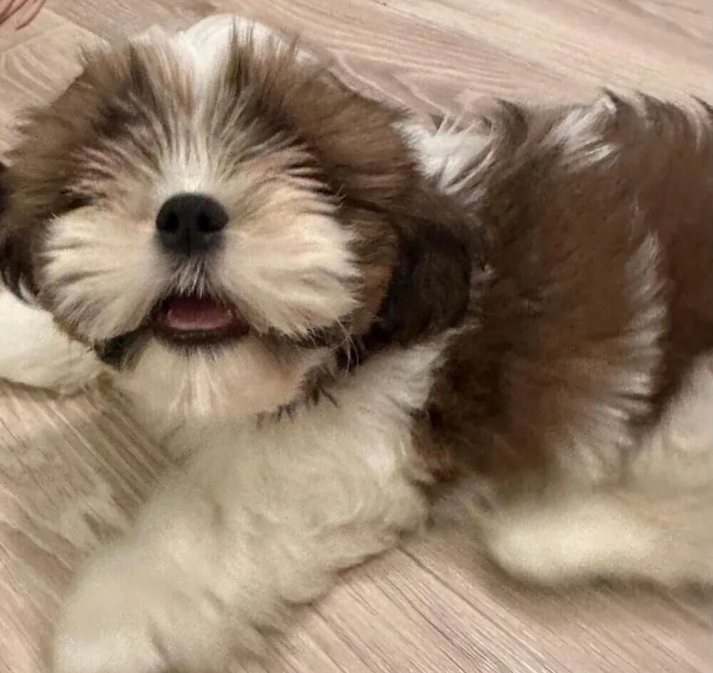 Shih Tzu Puppies for Sale in Arizona (AZ)