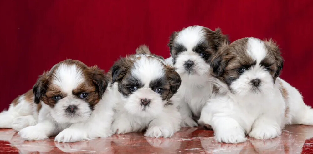 Male and Female Shih Tzu Puppies for Sale in Pennsylvania (PA)
