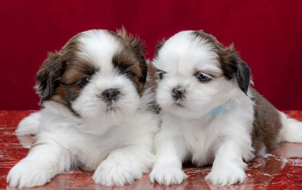 Male and Female Shih Tzu Puppies for Sale in Pennsylvania (PA)