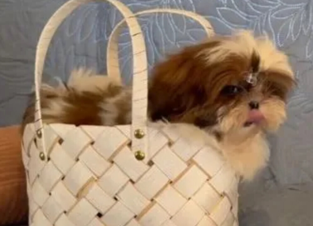 Shih Tzu Female Puppy for Sale in Florida (FL)