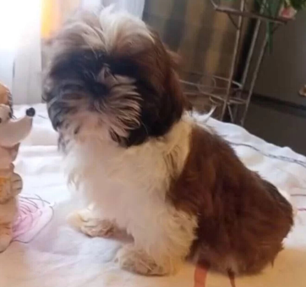 Shih Tzu Female Puppy for Sale in Florida (FL)