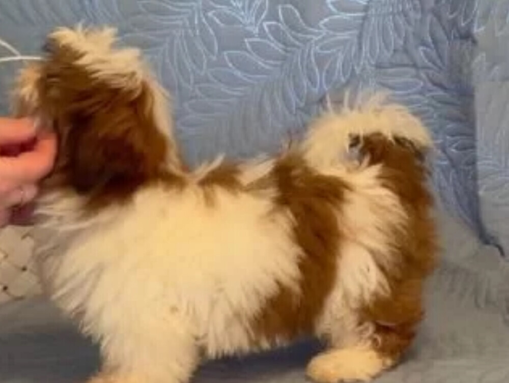 Shih Tzu Female Puppy for Sale in Florida (FL)
