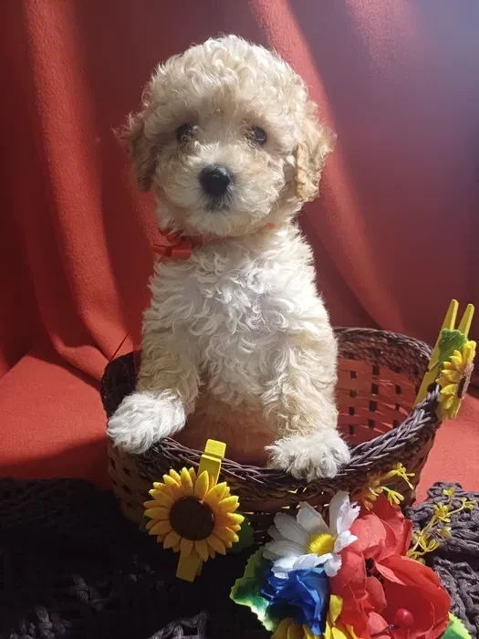 Toy Poodle puppies, 5 weeks old, Florence (Alabama)