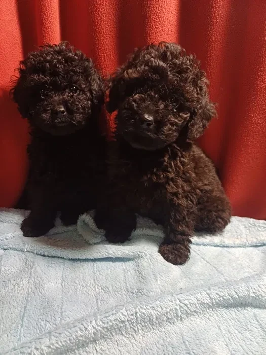 Toy Poodle puppies, 5 weeks old, Florence (Alabama)