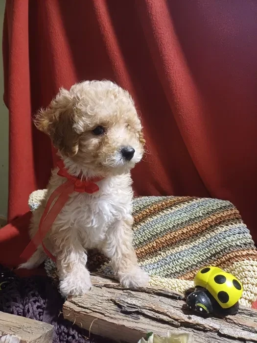 Toy Poodle puppies, 5 weeks old, Florence (Alabama)