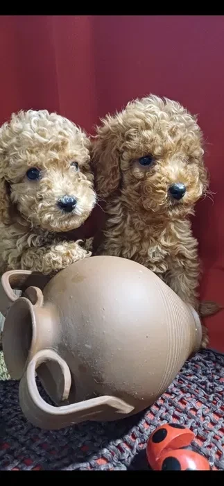 Toy Poodle puppies, 5 weeks old, Florence (Alabama)