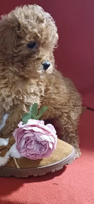 Toy Poodle puppies, 5 weeks old, Florence (Alabama)