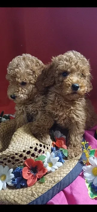 Toy Poodle puppies, 5 weeks old, Florence (Alabama)