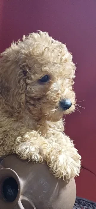 Toy Poodle puppies, 5 weeks old, Florence (Alabama)