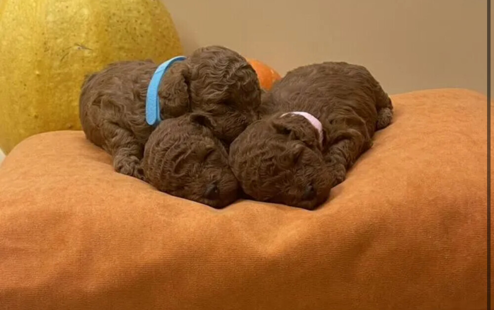 Miniature Poodle Puppies for Sale in San Diego (CA)