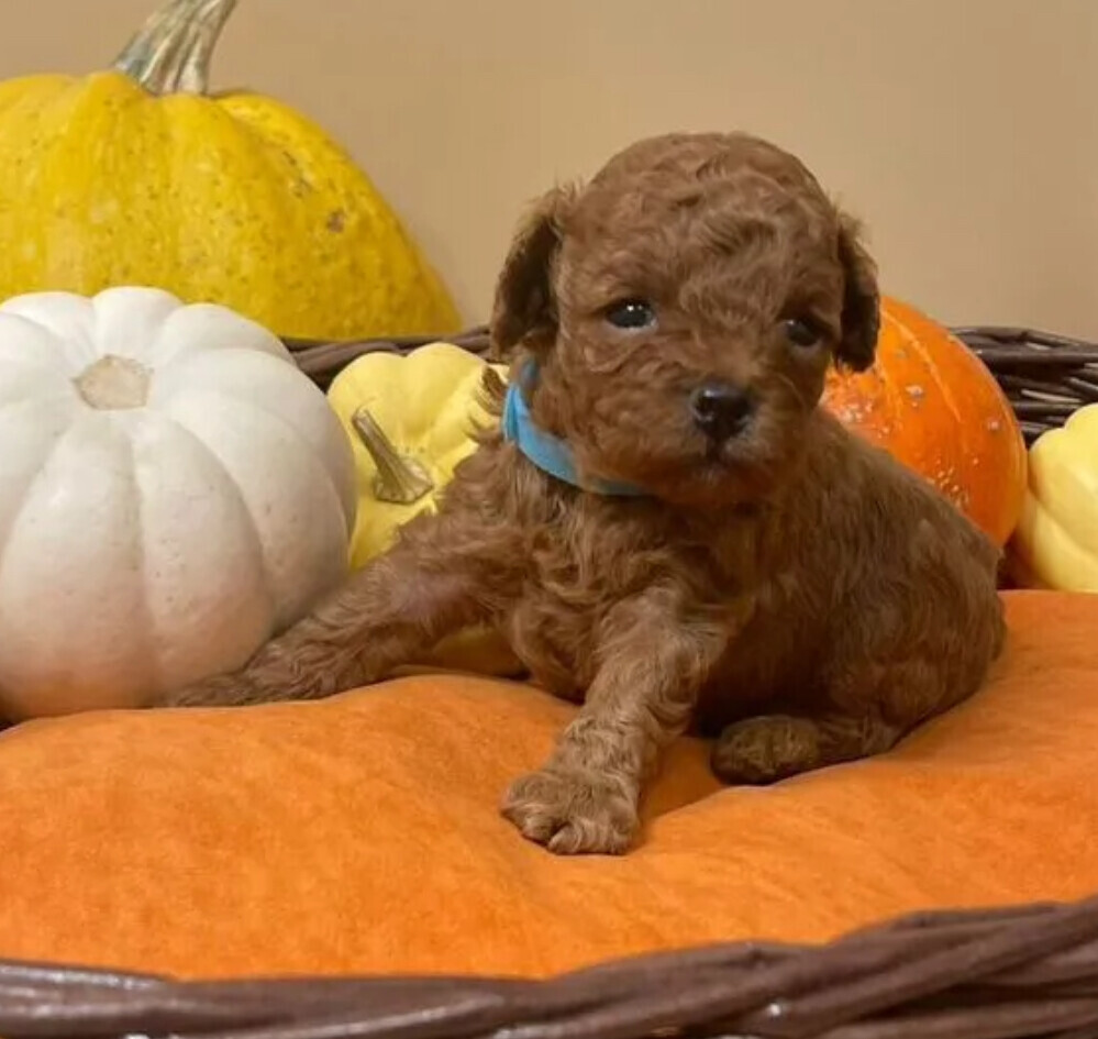 Miniature Poodle Puppies for Sale in San Diego (CA)