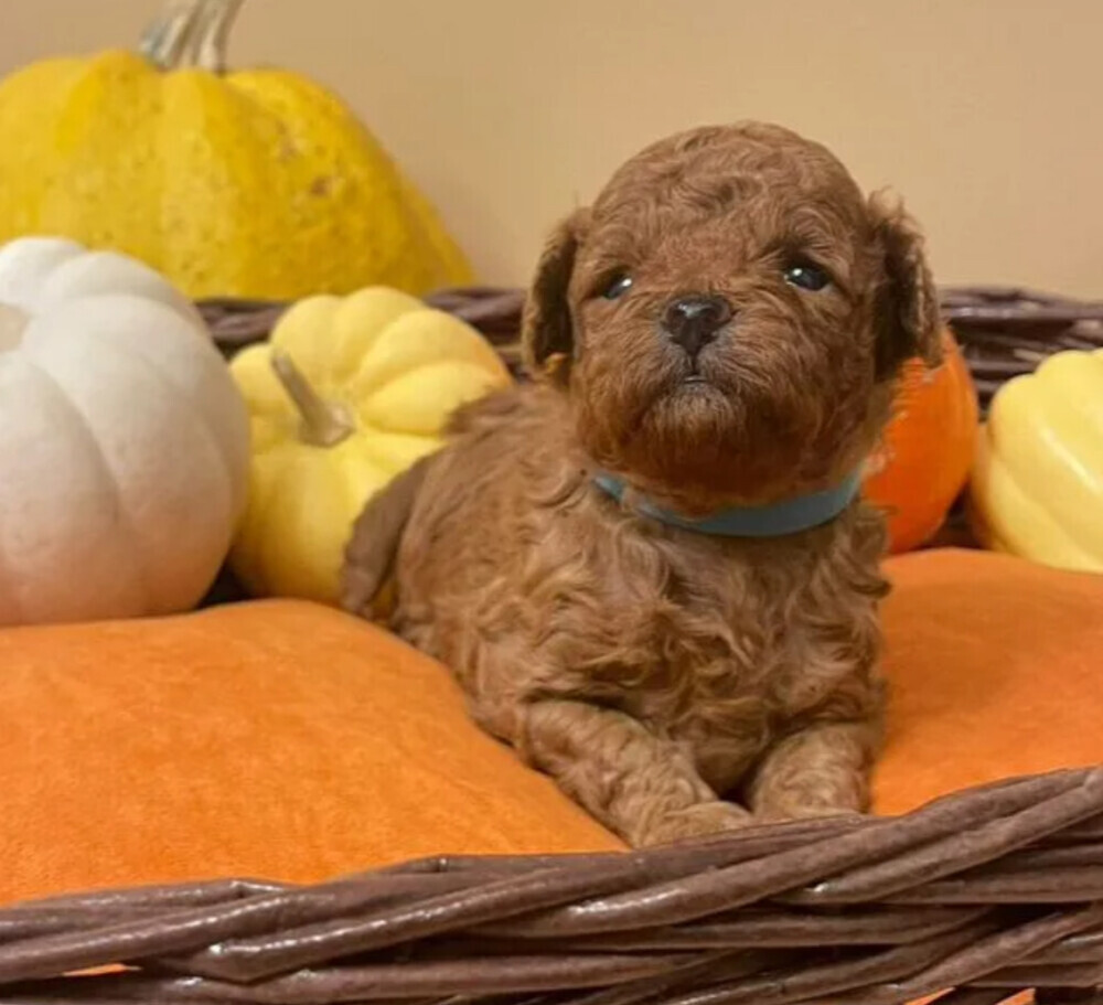 Miniature Poodle Puppies for Sale in San Diego (CA)