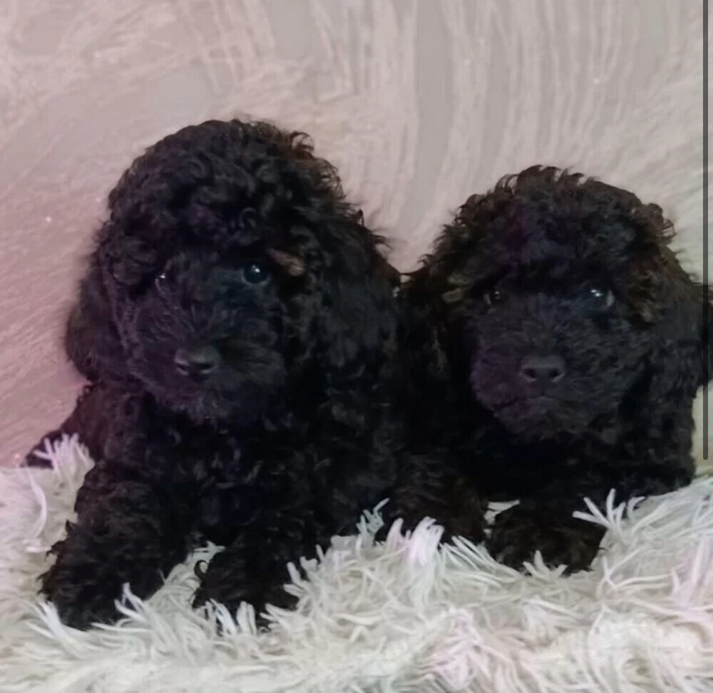 Standard Poodle Puppies for Sale in Texas (TX)