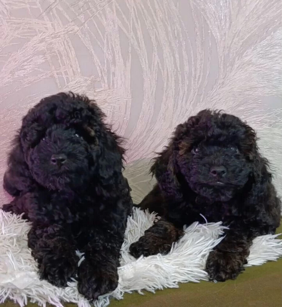 Standard Poodle Puppies for Sale in Texas (TX)