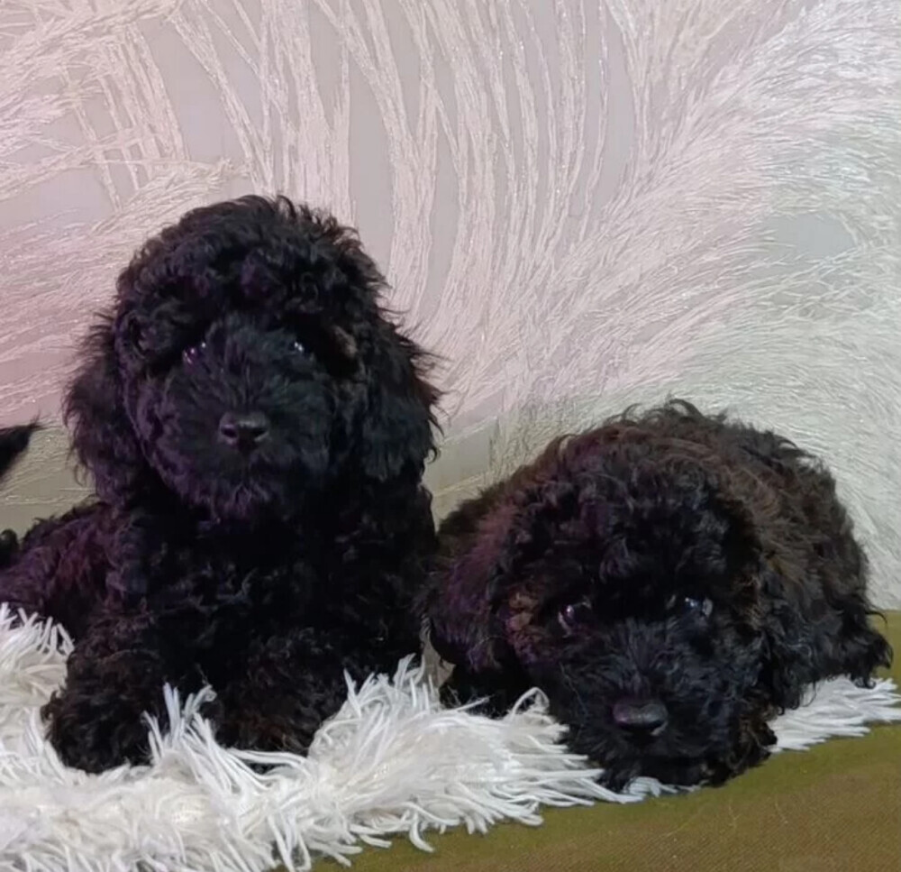 Standard Poodle Puppies for Sale in Texas (TX)