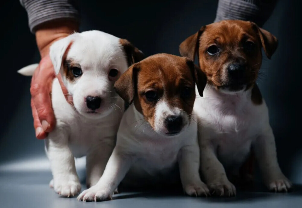 Jack Russell Terrier Puppy for Sale in Georgia (GA)