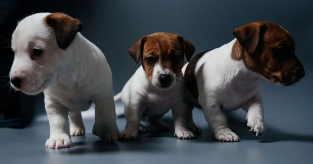 Jack Russell Terrier Puppy for Sale in Georgia (GA)