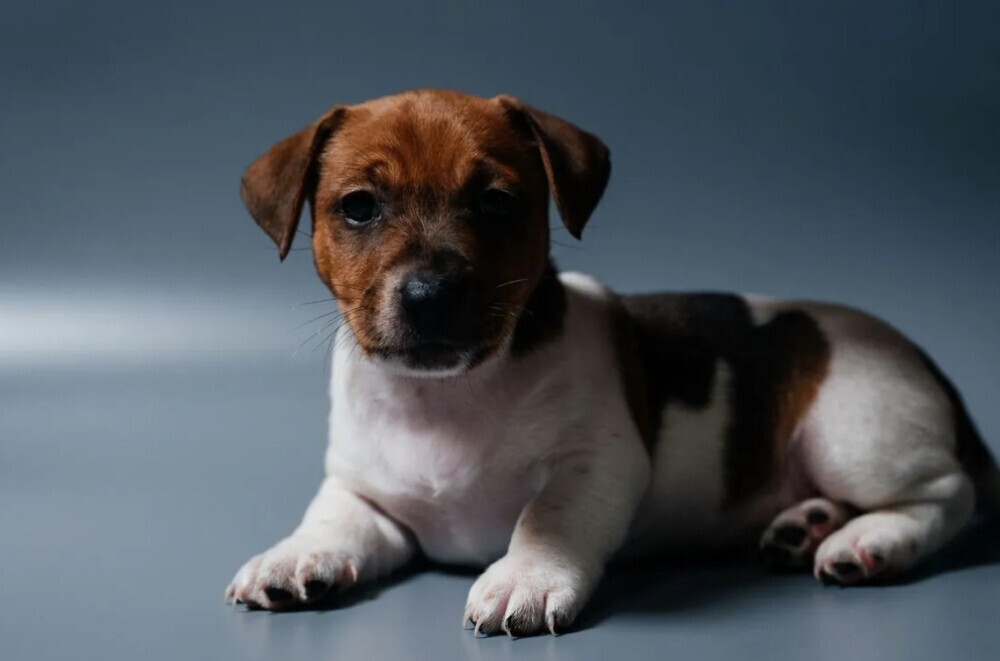 Jack Russell Terrier Puppy for Sale in Georgia (GA)