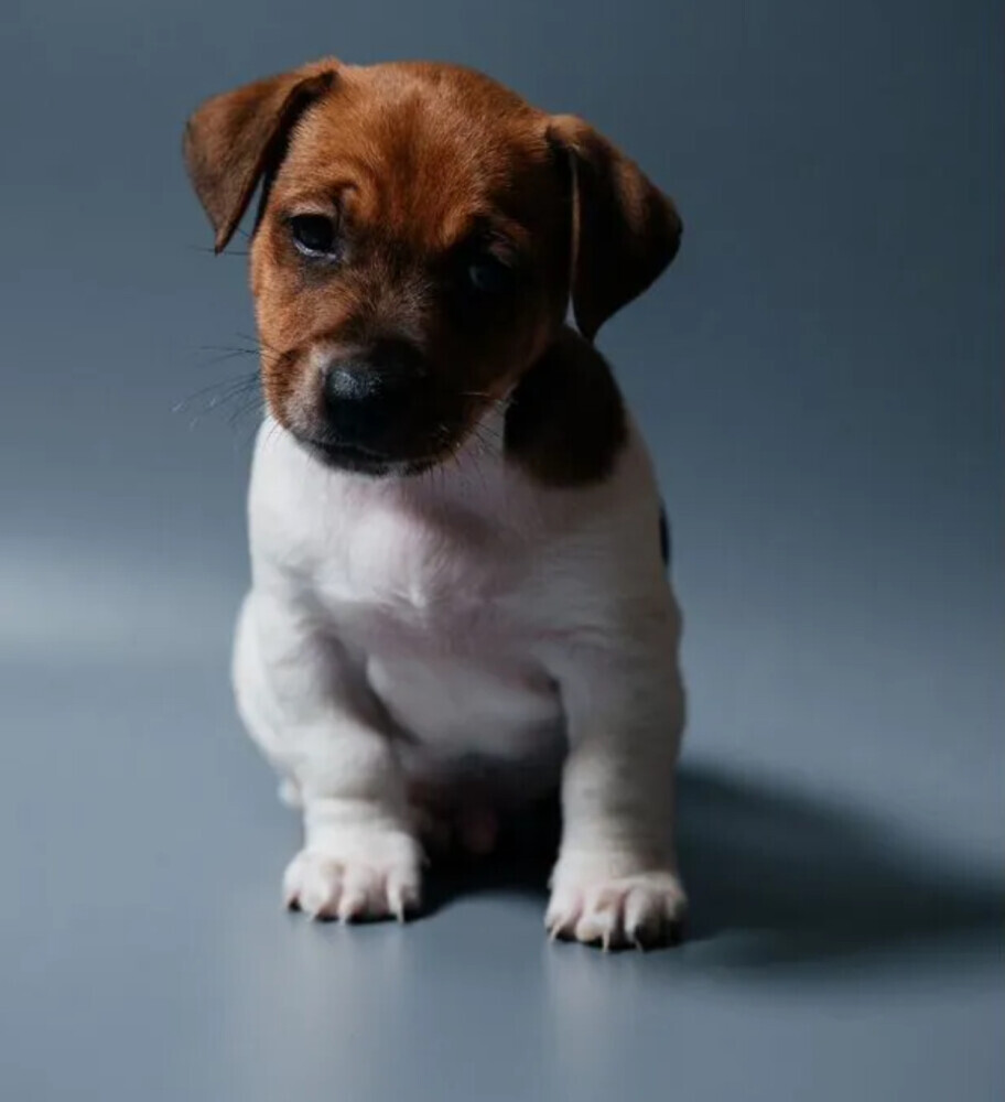 Jack Russell Terrier Puppy for Sale in Georgia (GA)