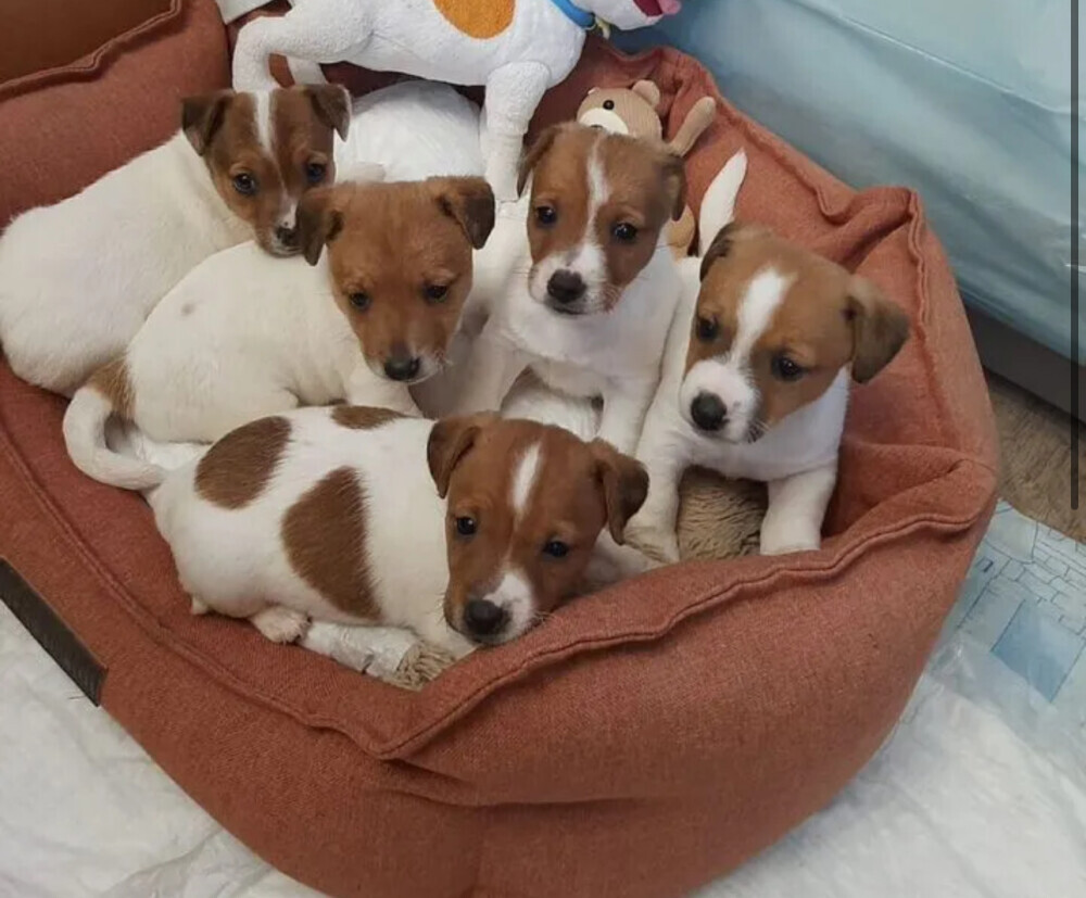 Jack Russell Terrier Female Puppy for Sale in Arizona (AZ)