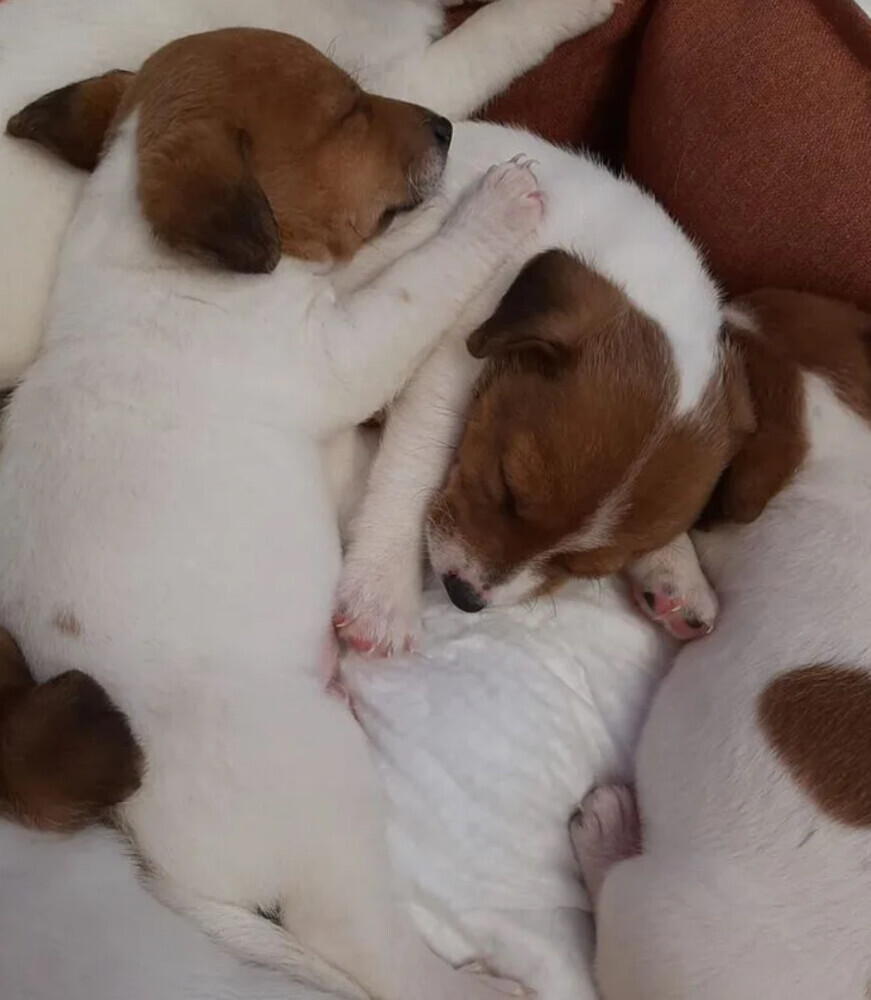 Jack Russell Terrier Female Puppy for Sale in Arizona (AZ)