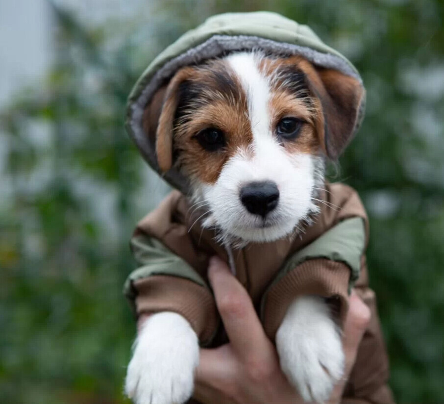 Jack Russell Terrier Puppies for Sale in San Antonio (TX)