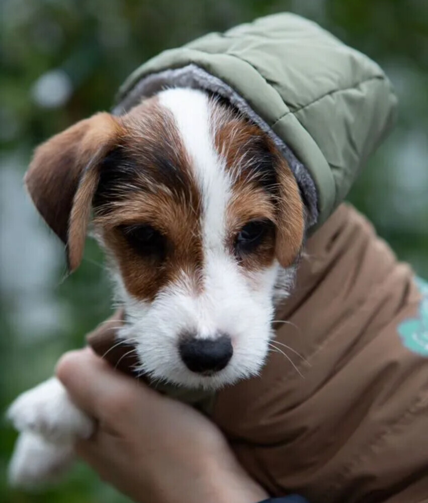 Jack Russell Terrier Puppies for Sale in San Antonio (TX)