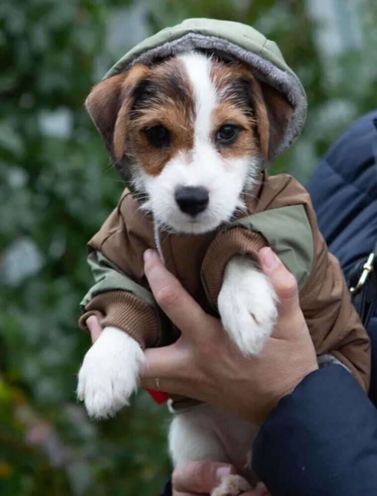 Jack Russell Terrier Puppies for Sale in San Antonio (TX)
