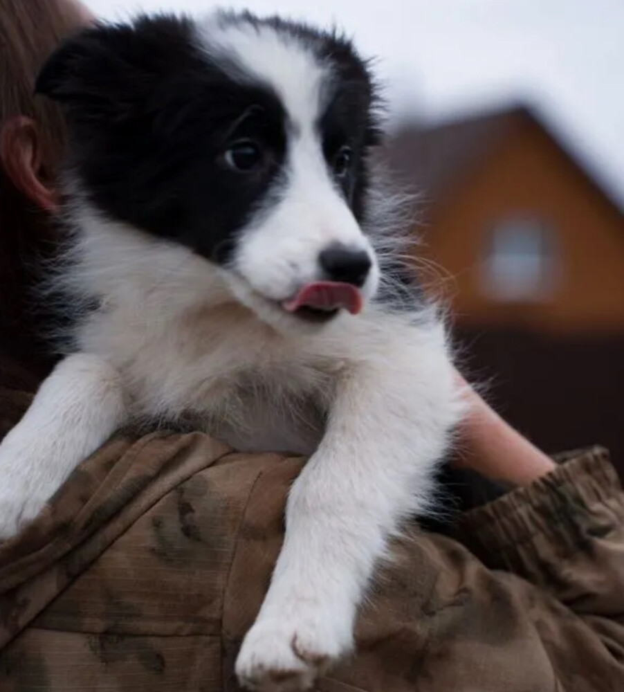 Collie Puppies for Sale in Austin (TX)