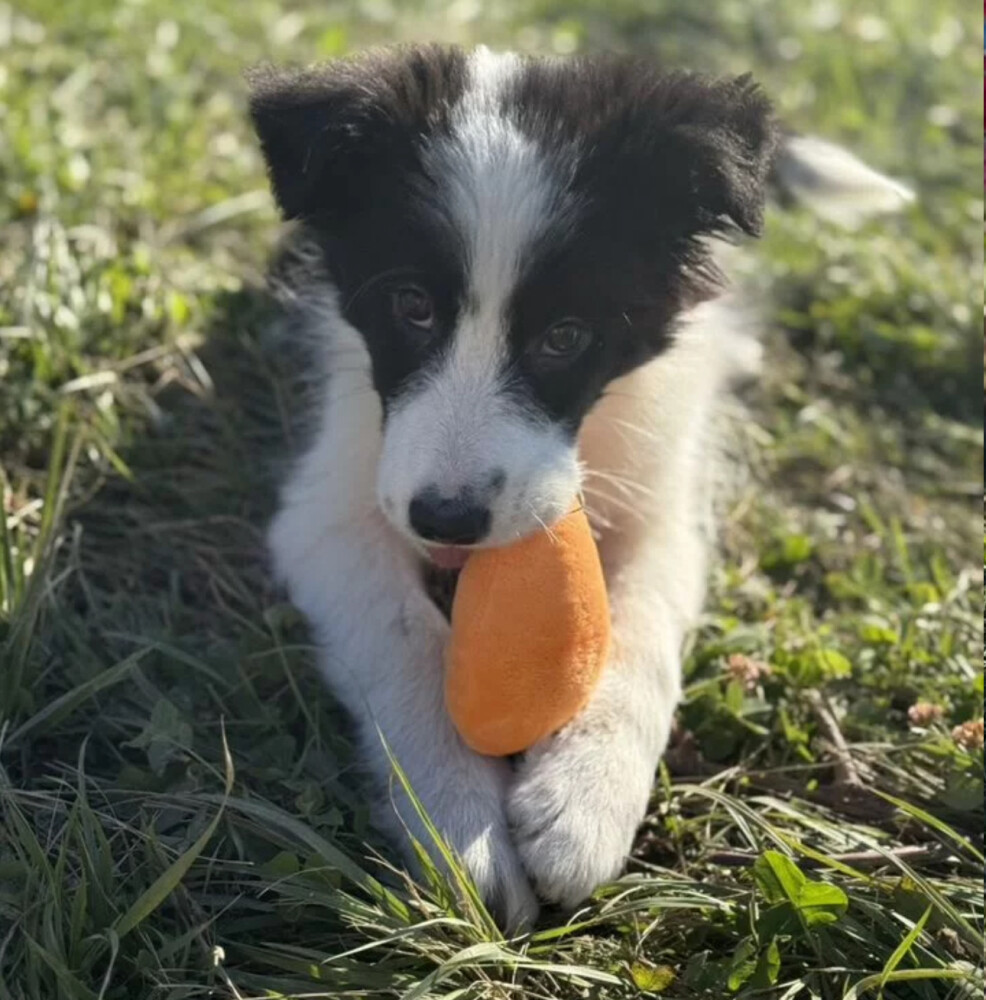 Collie Puppies for Sale in Austin (TX)