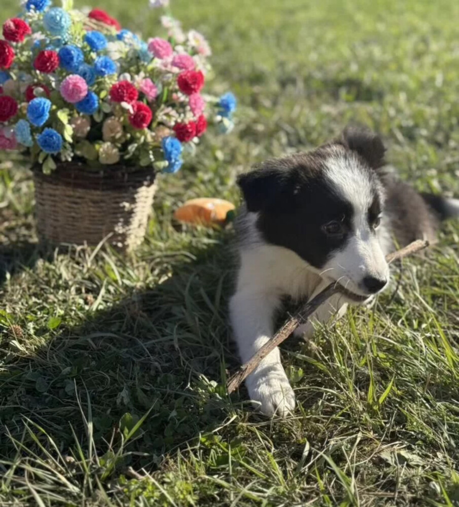 Collie Puppies for Sale in Austin (TX)