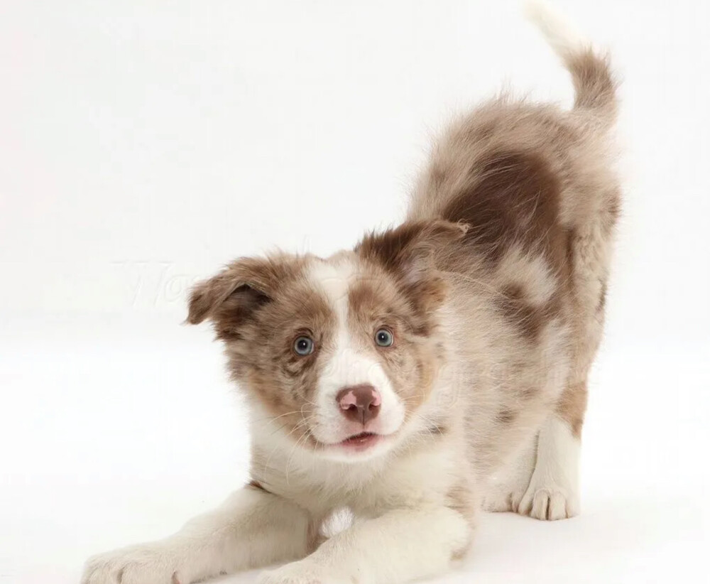 Collie Puppies for Sale in Houston (TX)