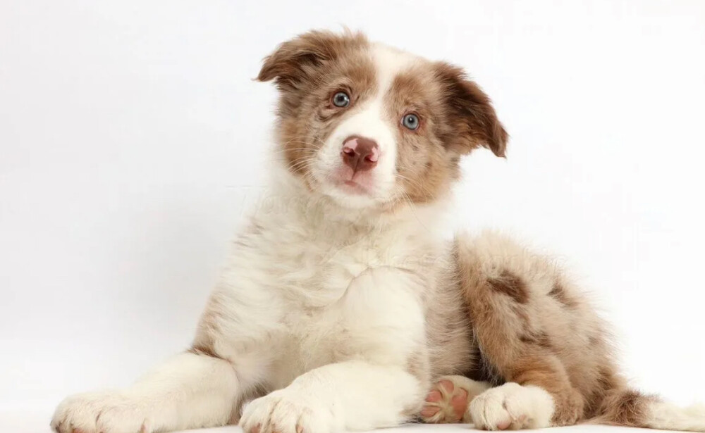 Collie Puppies for Sale in Houston (TX)
