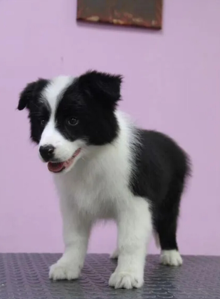 Collie Female Puppy for Sale in New York (NY)