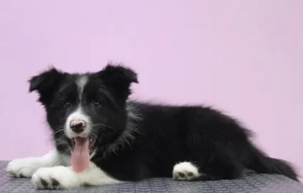 Collie Female Puppy for Sale in New York (NY)