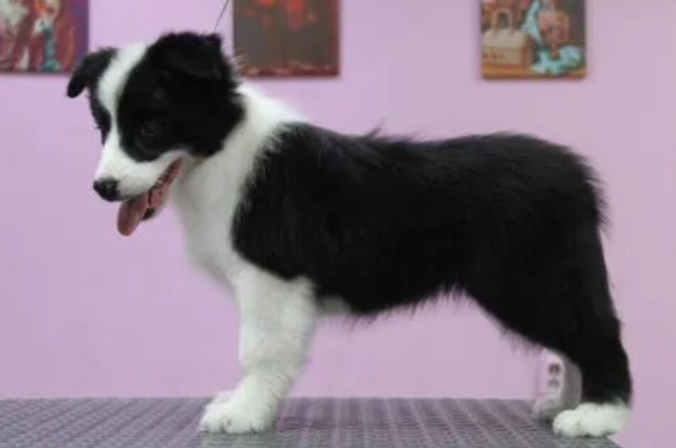 Collie Female Puppy for Sale in New York (NY)