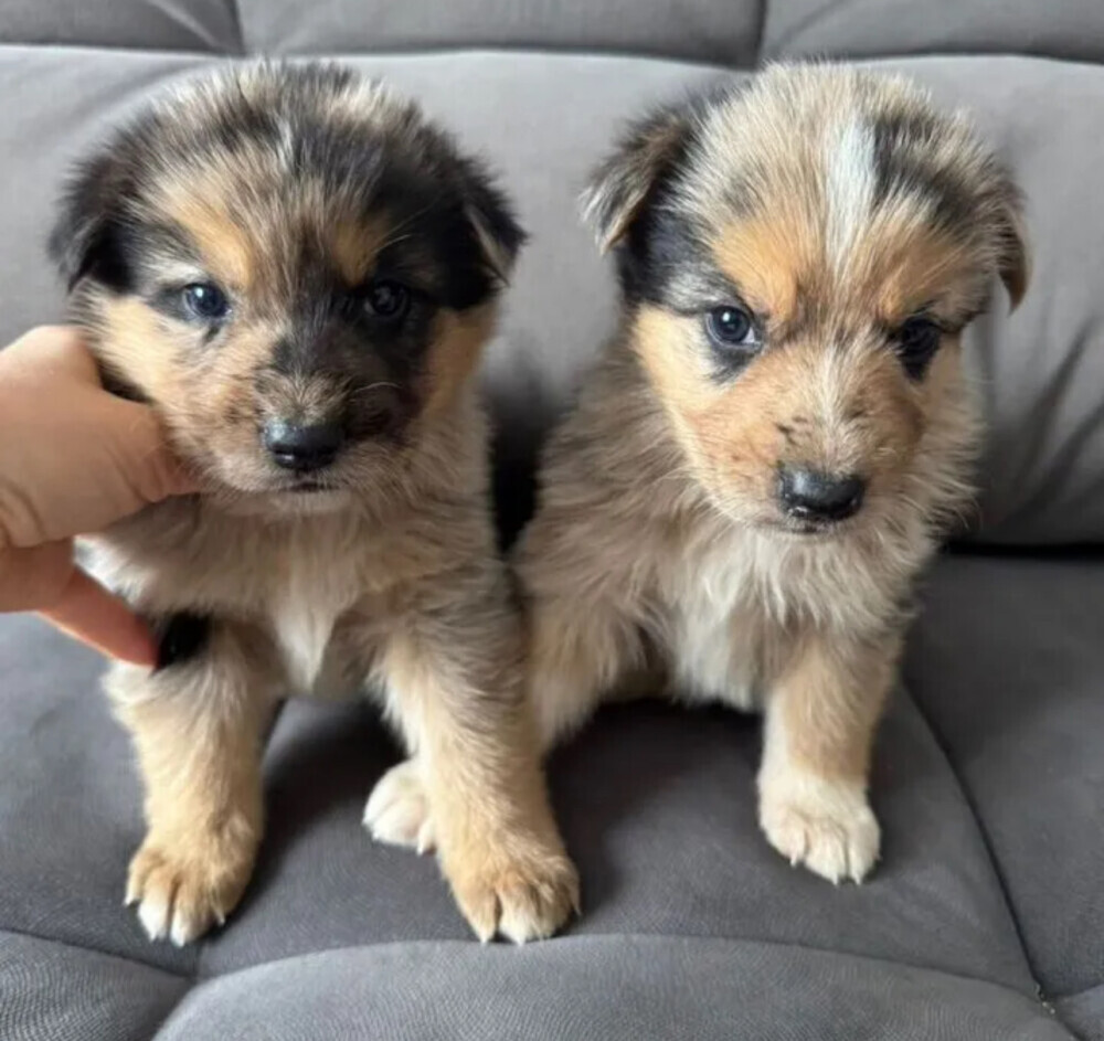Australian Shepherd Puppies for Sale in Arizona (AZ)