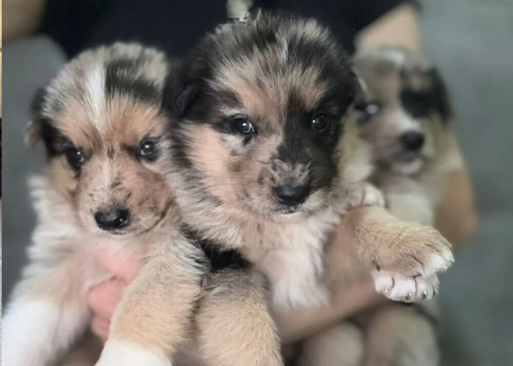 Australian Shepherd Puppies for Sale in Arizona (AZ)