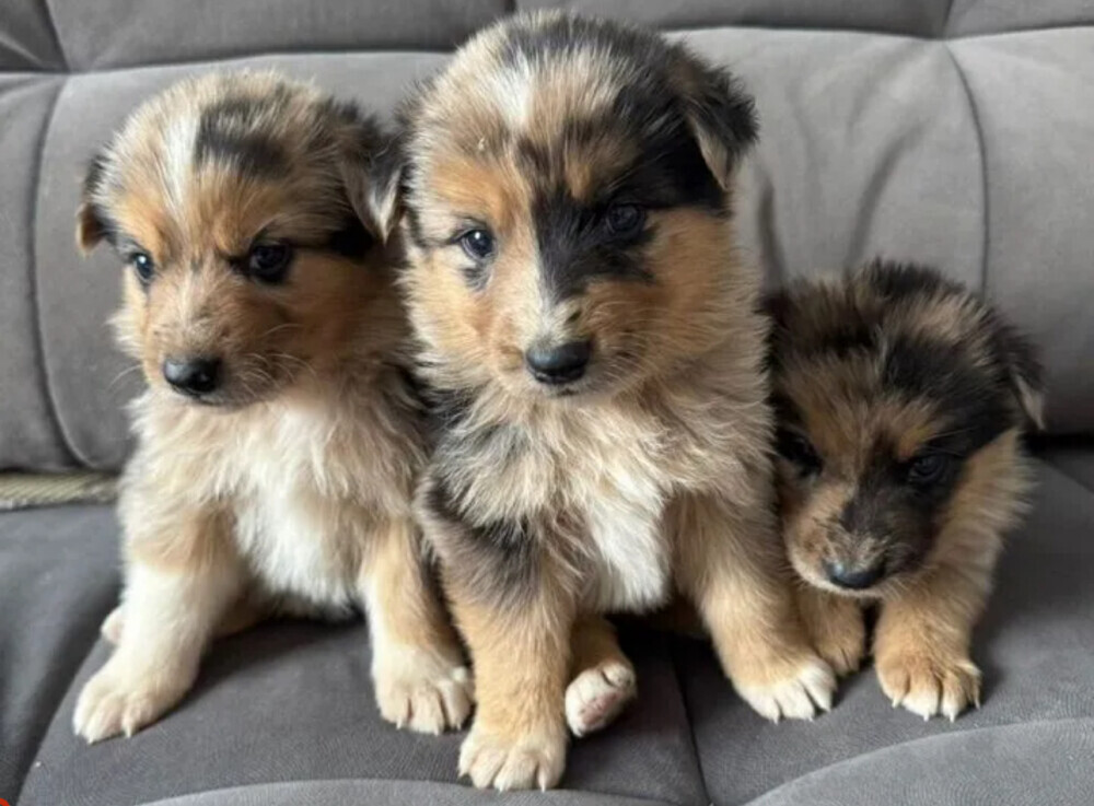 Australian Shepherd Puppies for Sale in Arizona (AZ)