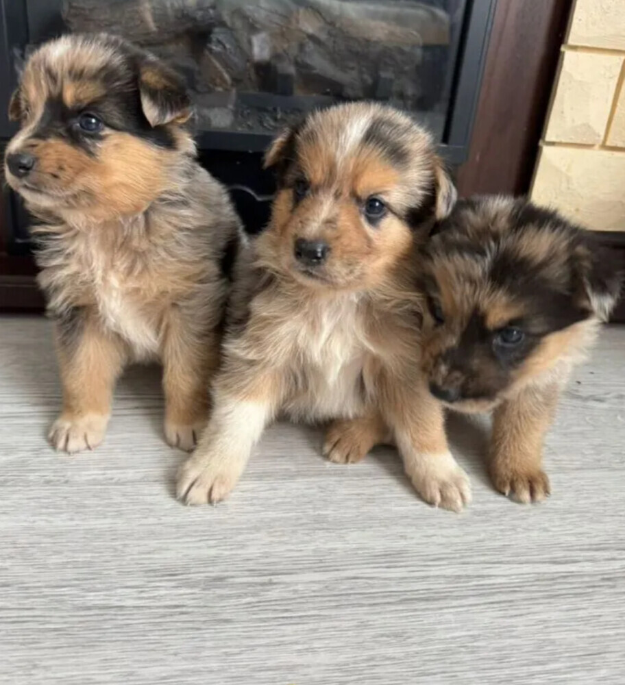 Australian Shepherd Puppies for Sale in Arizona (AZ)