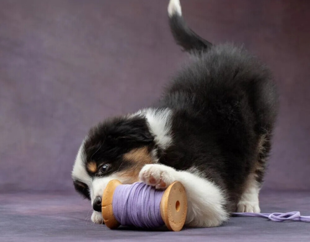 Australian Shepherd Puppies for Sale in Los Angeles (CA)
