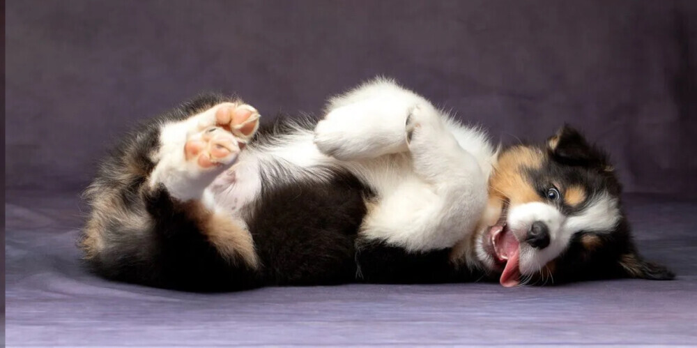 Australian Shepherd Puppies for Sale in Los Angeles (CA)